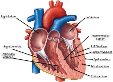 Typical Heart Anatomy With Its Components Download Scientific Diagram