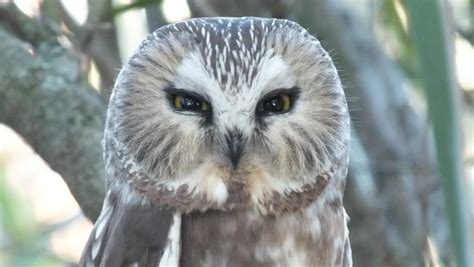 Barred Owl Sighted At West Cranberry Tract In Whitby Paperblog