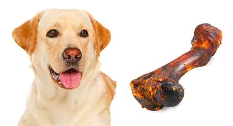 What Happens If A Dog Eats Too Much Bones
