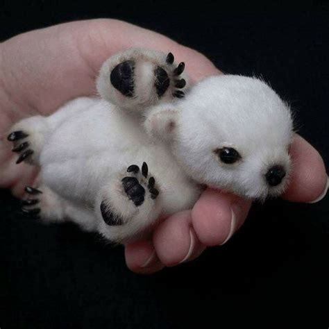 Newborn Polar Bear Baby Polar Bears Baby Animals Pictures Cute Baby