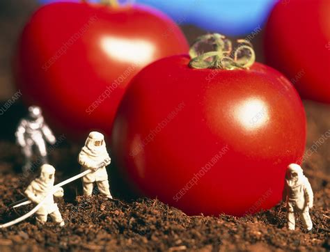 Conceptual Image Genetically Engineered Tomatoes Stock Image G260