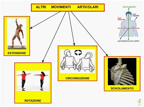 Mappa Concettuale Movimenti Articolari Scuolissima Com My Xxx Hot Girl