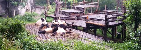 Chengdu Research Base Of Giant Panda Breeding Tours