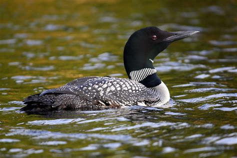 Common Loon - Birds and Blooms