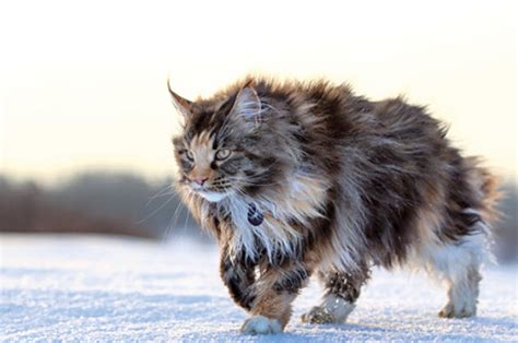 What are the costs associated with maine coon? Maine Coon