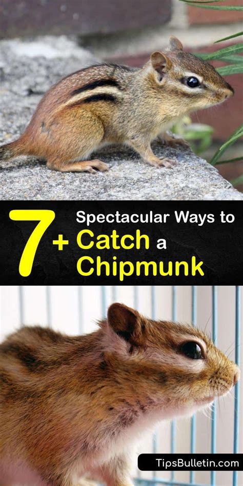 7 Spectacular Ways To Catch A Chipmunk Chipmunk Trap Chipmunks