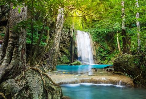 Laeacco Old Trees Forest Stone Waterfall River Scenic Photography