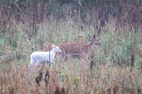 Rare Albino Deer Spotted In Ups Katarniya Ghat Wildlife Sanctuary