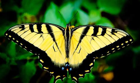 Swallowtails Photograph By Mike Rivera Fine Art America