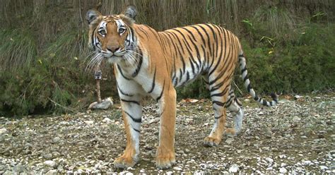 Erfolg In Nepal Tiger Fast Verdoppelt WWF