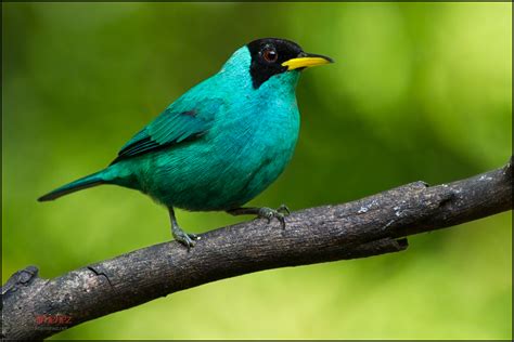 All Sizes Green Honeycreeper Flickr Photo Sharing