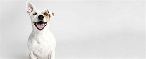 Pet meds online, pet medications, dog meds, cat meds, online pet pharmacy, p. Buy Flea Meds Online For Dogs Without Pet Prescription