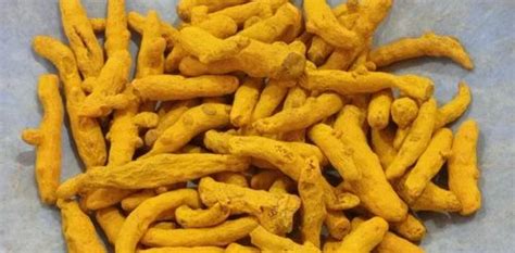 Turmeric Whole Dry 25 Kg Finger At Rs 110 Kg In Udaipur ID