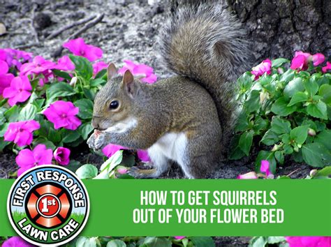 How To Get Squirrels Out Of Your Flower Bed Millikens Irrigation