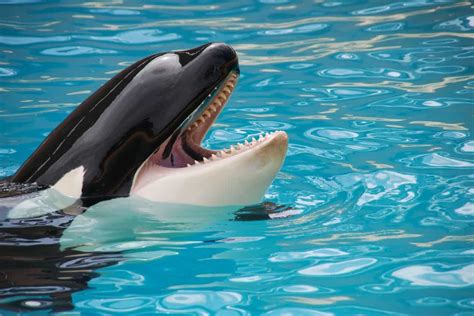 50 Killer Whale Facts That Will Blow Your Mind