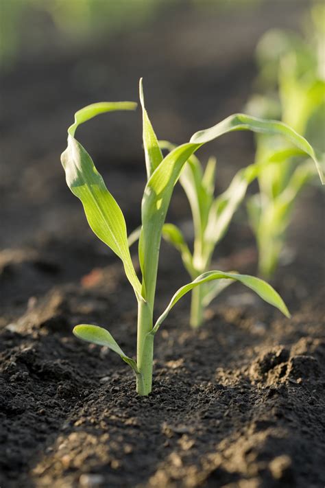 Choosing To Grow Corn From Seeds Or Seedlings Food Gardening Network
