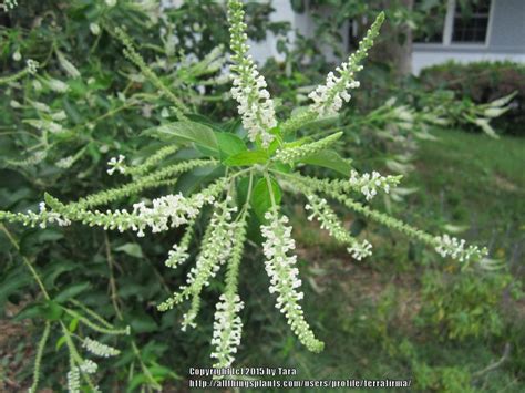 Photo Of The Bloom Of Sweet Almond Bush Aloysia Virgata Posted By