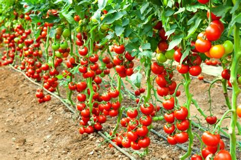 Tarım Siteniz Early Cascade Tomatoes