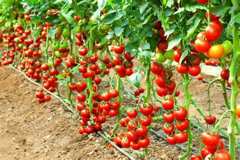Best planters for tomatoes 2021. Tarım Siteniz: Early Cascade Tomatoes