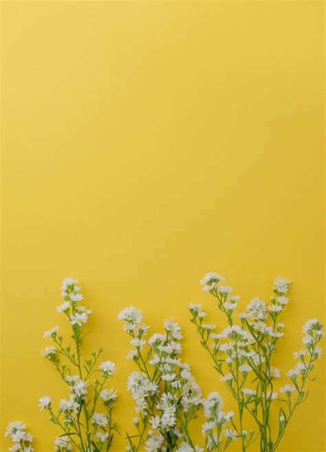 Aesthetic Pale Yellow Flowers References Mdqahtani
