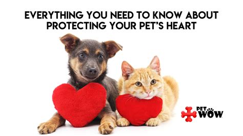 Everything You Need To Know About Protecting Your Pets Heart Petwow