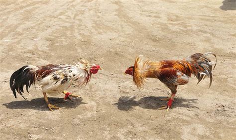 Cockfighting In Uk Illegal Sport Reaches Five Year High As Popularity