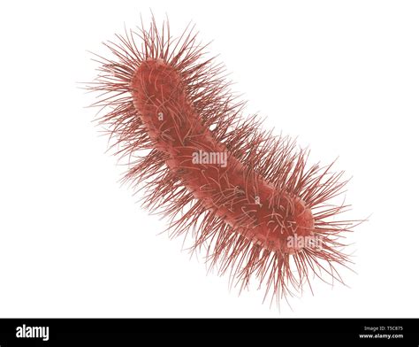 E Coli Bacteria Cell Isolated On White Background Medical Microscopic
