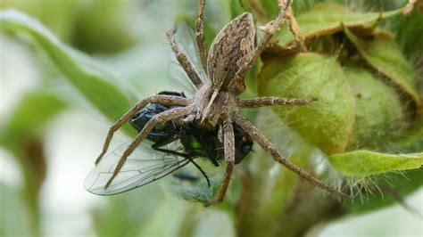 But spiders have predators too! Gruesome 'wedding gifts' keep male spiders from being ...