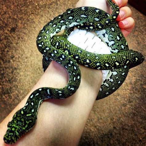 Baby Diamond Python Snake Images Beautiful Snakes Snake Art