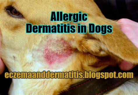 Allergic Dermatitis In Dogs Eczema And Dermatitis