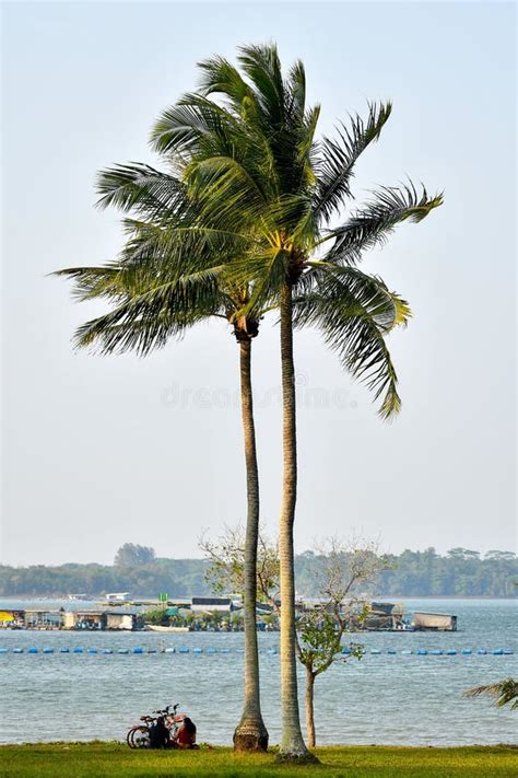 Sunny Seaside By The Coconut Trees Stock Photo Image Of Outdoor