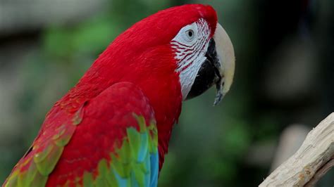 The Big Parrot Macaw Beaks Its Paw Stock Video Footage 0010 Sbv