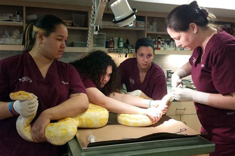 From knowing which vaccines they need to being fully equipped to treat them in instances of emergencies, our team can provide your pet with the care and attention they. 10 Animals Killed After Pipe Bursts in UWS Vet Clinic ...