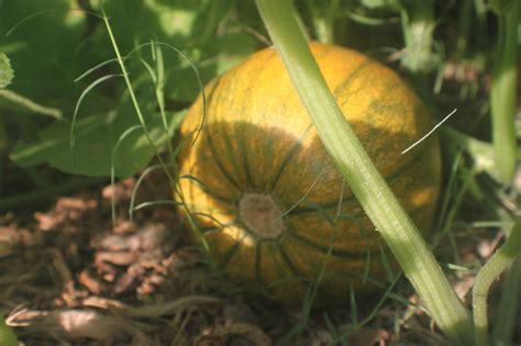 Composting Pumpkins Everything You Need To Know Gardeningleave