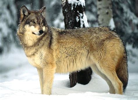 The 11 Largest Wolves In The World Hubpages