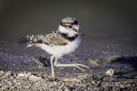 Killdeer A True Tale Of Nests Eggs And Chicks A Hatching — Robert