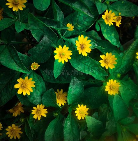 Yellow Flowers Green Leaf Details Stock Image Image Of Green Yellow