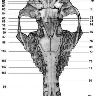 One hypothesis suggests that it is a vestigial remnant of a once larger cecum. Lateral view of the orbit region of adult camel skull (See Appendix A... | Download Scientific ...