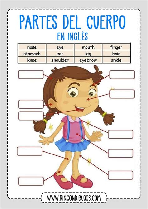 ️las Partes Del Cuerpo Worksheet Free Download