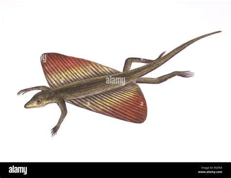 Draco Lizard Flying Cut Out Stock Images And Pictures Alamy