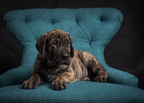 Advice from breed experts to make a safe choice. Great Dane Puppies! VA Dog Photographer