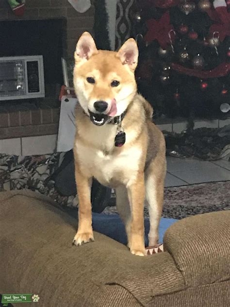 Max Red Shiba Inu Stud Stud Dog In North Texas The United States