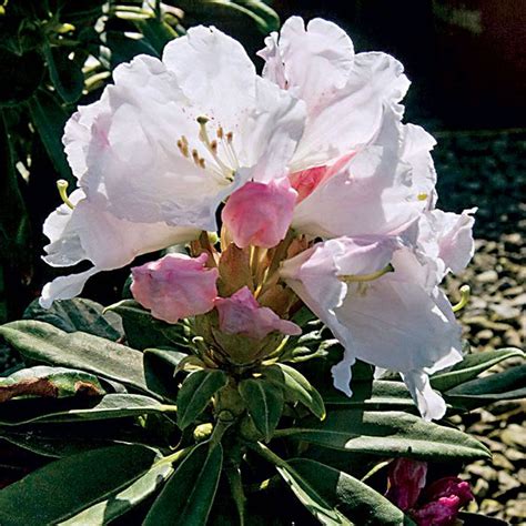 Maybe you would like to learn more about one of these? Southgate™ Divine Rhododendron Shrub | Rhododendron ...