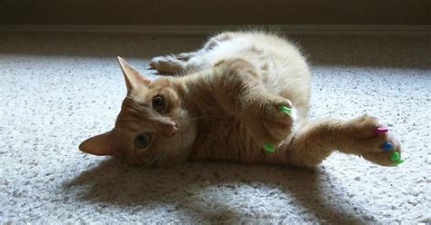 Cat Stretch Imgur
