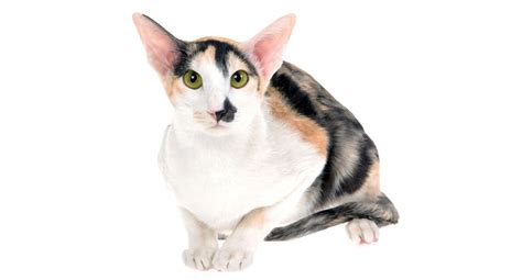 British Shorthair Ninos Home Cat Breed 81021 Nama Untuk Kucing Comel