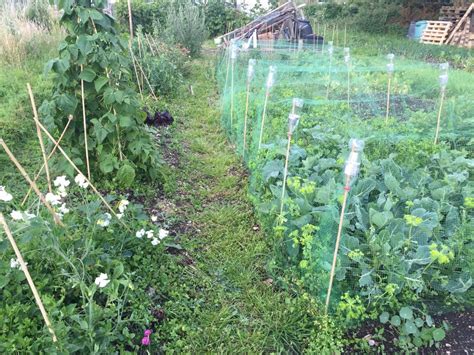13 Tips To Help Allotment Newbies By An Allotment Newbie Jack