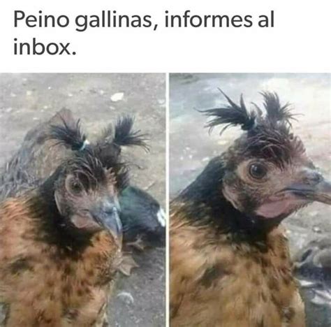 Peino Gallinas Citações Engraçadas Para Dar Risada Memes Engraçados