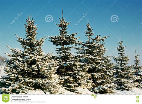 Winter Spruce Under Snow Stock Image Image Of Sunny Rural 7828041