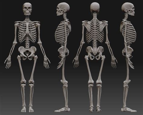 Attachment Php 1157936 Human Skeleton Anatomy Skeleton Body