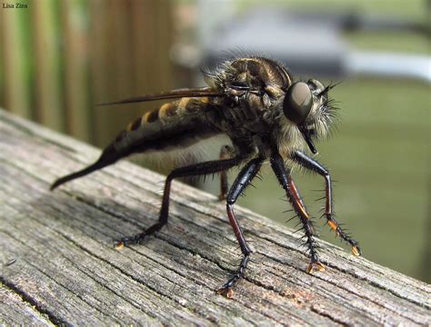 Giant Robber Fly I Hate When These Big Bugs Land On Me